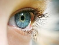 Oog