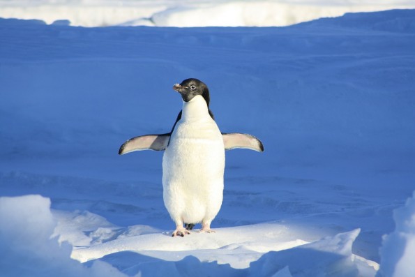penguin-56101_1280