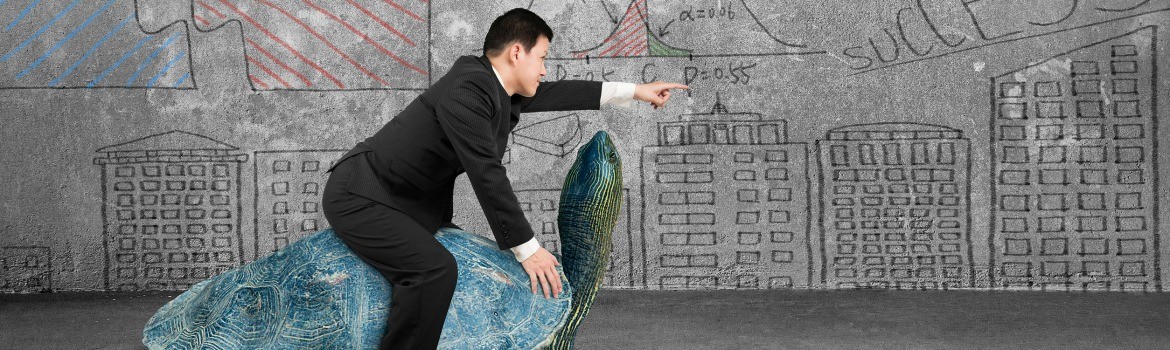 Zo laat je schildpadden dansen: 6 tips voor gedragsverandering