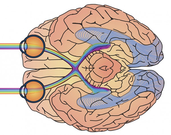 Je-visuele-cortex-en-je-ogen-300x238