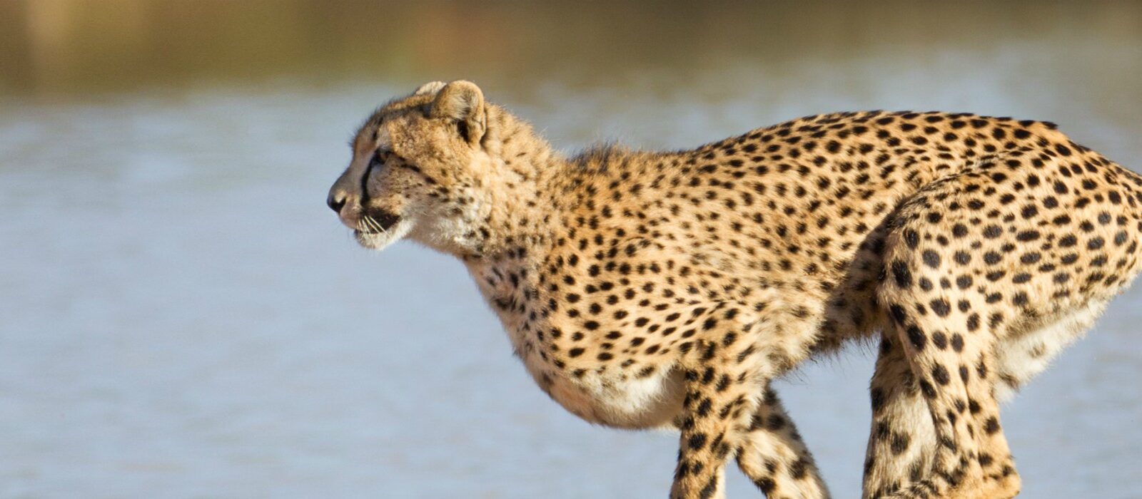 Verslind de concurrentie met de focus van een cheeta