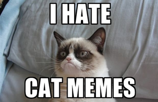 Grumpycat haat cat memes