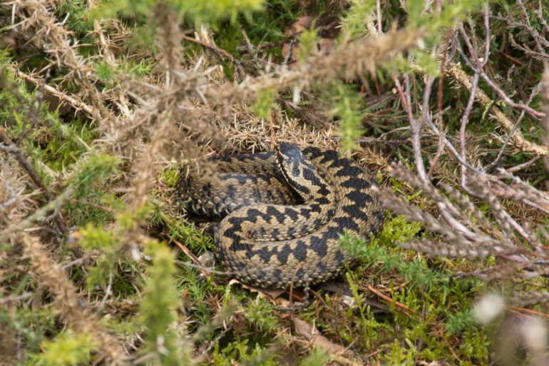 Adder opgerold in dor gras
