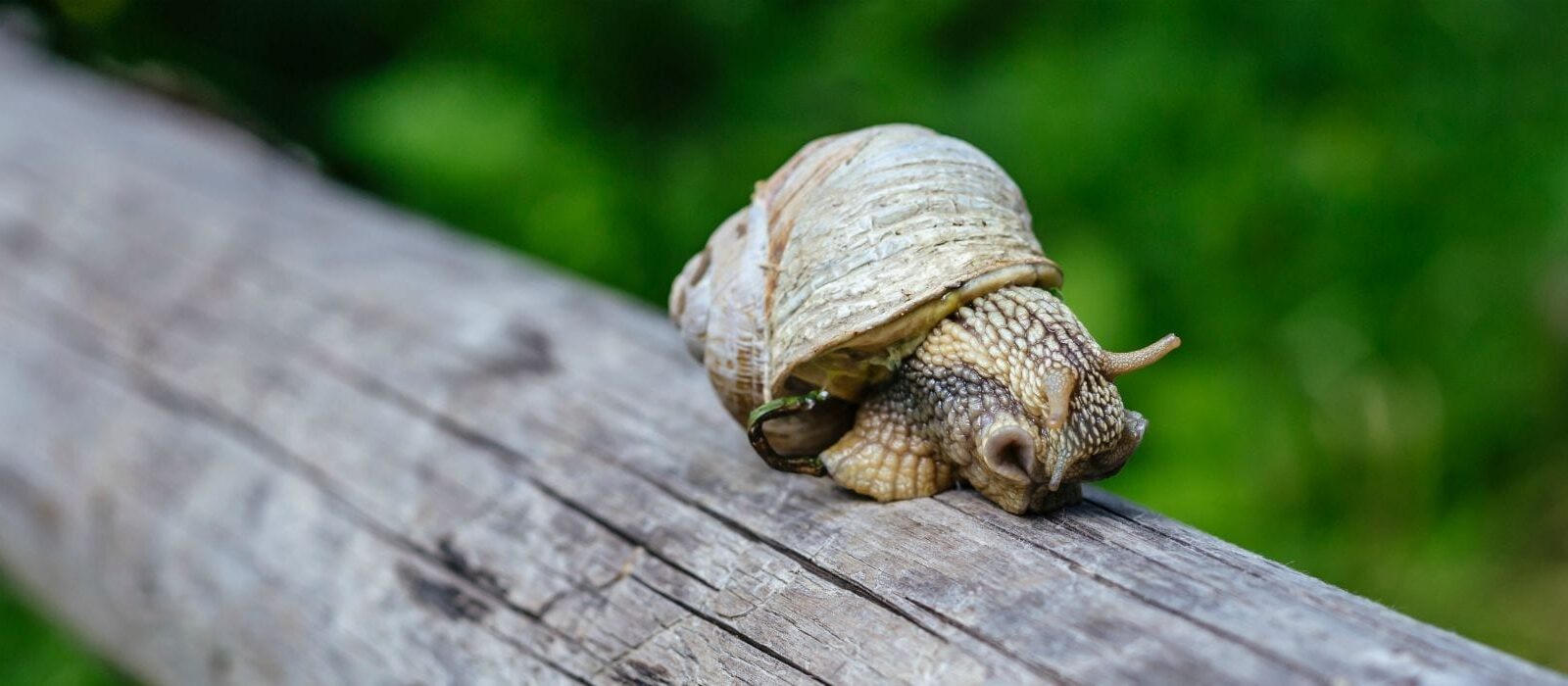 Zó versnel je jouw WordPress-dashboard