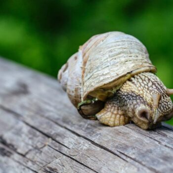 Zó versnel je jouw WordPress-dashboard